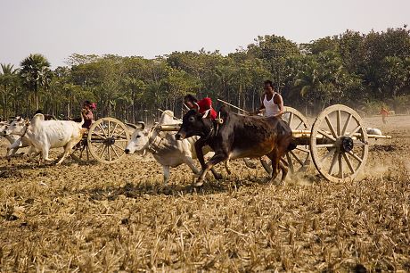 Bullock Cart Race Gorur Gari Dabor Editorial Stock Photo - Stock Image ...