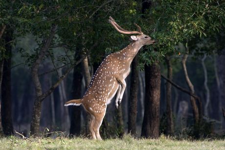 Spotted Deer Forests Nijhum Dwip Nijhum Editorial Stock Photo - Stock ...