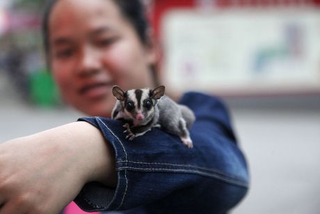 84 Sugar glider Stock Pictures, Editorial Images and Stock Photos