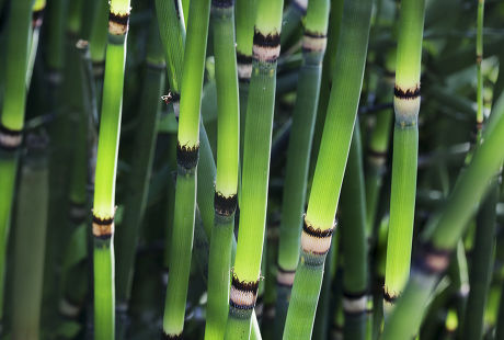 80 Horsetails Stock Pictures, Editorial Images and Stock Photos ...