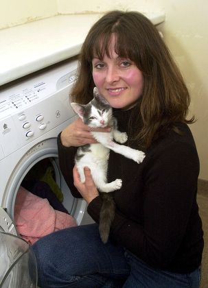 Sugar 12 Month Old Kitten Who Editorial Stock Photo - Stock Image