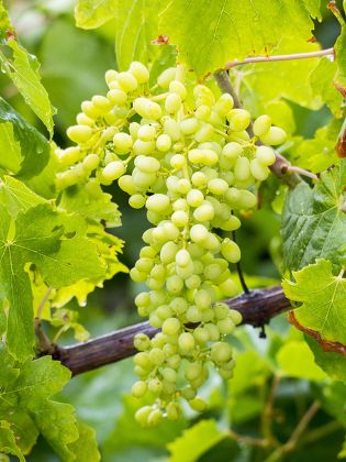 White Grapes Vinyard Skala Eresou Lesvos Editorial Stock Photo - Stock ...