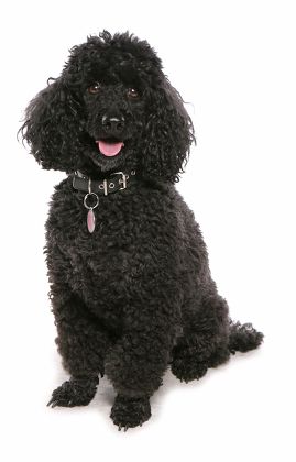 when is a miniature poodle a senior