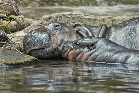 Pygmy Hippopotamus Choeropsis Liberiensis Adult Female Editorial Stock ...