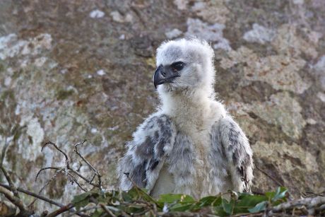 55 Harpy eagle Stock Pictures, Editorial Images and Stock Photos ...