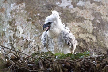 55 Harpy eagle Stock Pictures, Editorial Images and Stock Photos ...