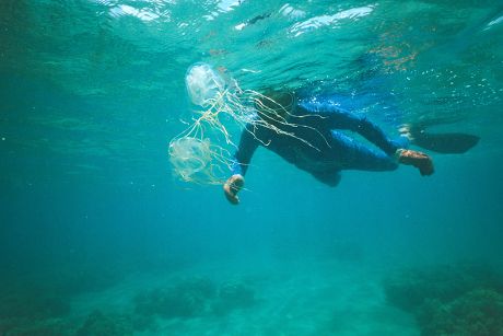 Box Jellyfish Protected Swimmer North Queensland Editorial Stock Photo ...