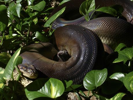 Olive Python Constricting Rat Prey Northern Editorial Stock Photo ...