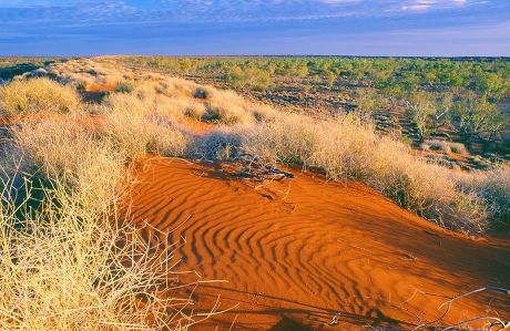 Desert Landscape Dune Swale Sandhill Cane Editorial Stock Photo - Stock ...