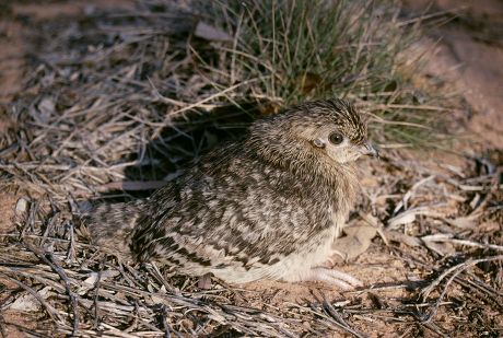 22 Megapode Stock Pictures, Editorial Images and Stock Photos ...