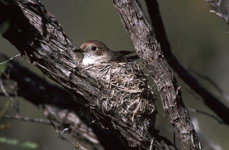 26 Petroica Stock Pictures, Editorial Images and Stock Photos