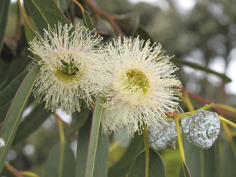 9 Eucalyptus globulus Stock Pictures, Editorial Images and Stock Photos ...