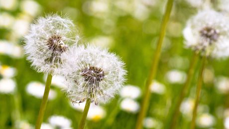 250 Dandelion seeds Stock Pictures, Editorial Images and Stock Photos ...