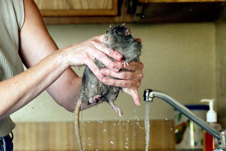 Standard Russian Blue Rat Taking Bath Editorial Stock Photo - Stock ...