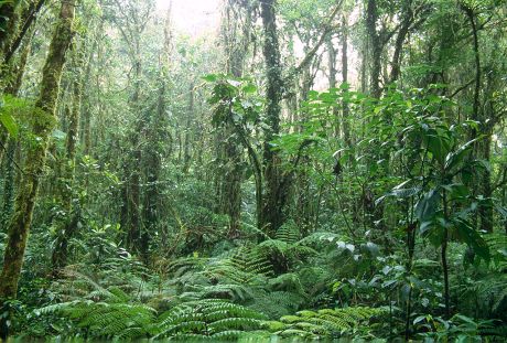 Rainforest San Jose Costa Rica Editorial Stock Photo - Stock Image 