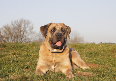 91 Cane corso Stock Pictures, Editorial Images and Stock Photos ...