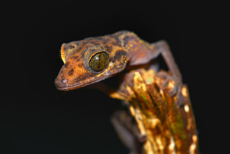 Graceful Madagascar Ground Gecko Paroedura Gracilis Editorial Stock ...