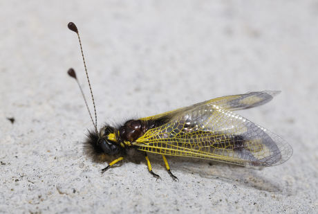 57 Neuroptera Stock Pictures, Editorial Images and Stock Photos ...