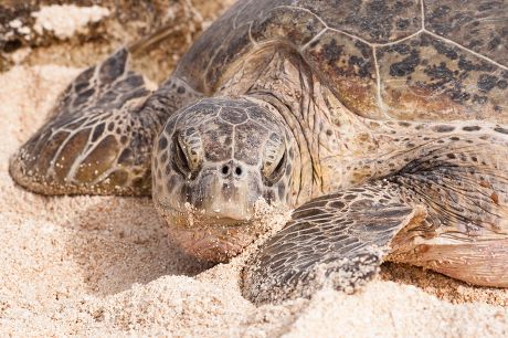 250 Female sea turtle Stock Pictures, Editorial Images and Stock Photos ...