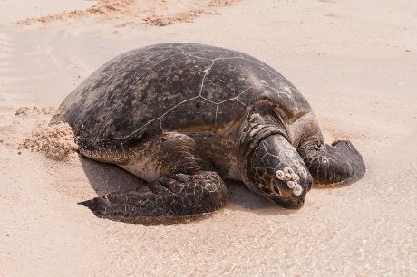 250 Female sea turtle Stock Pictures, Editorial Images and Stock Photos ...