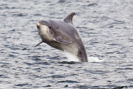 __COUNT__ Wild bottlenose dolphins fishing at Chanonry Point on the ...