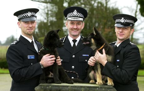12 WEEK OLD PUPPIES RECRUITED BY NORFOLK POLICE TO BE TRAINED AS GENERAL POLICE DOGS, BRITAIN - JAN 2003