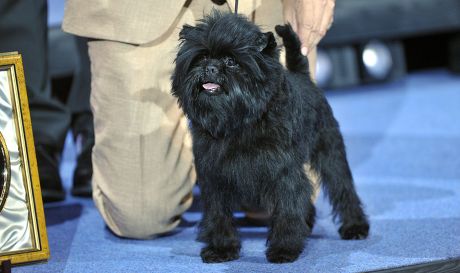 tricky ricky dog