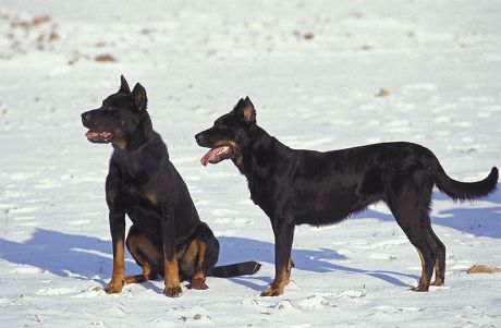32 Beauceron Stock Pictures, Editorial Images and Stock Photos ...