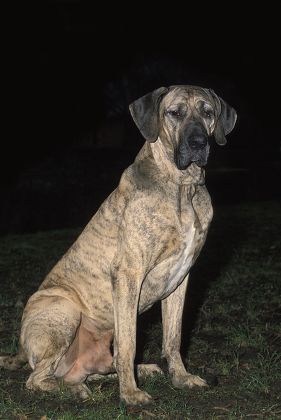 Fila Brasileiro, a Dog Breed from Brazil, Male sitting Stock Photo