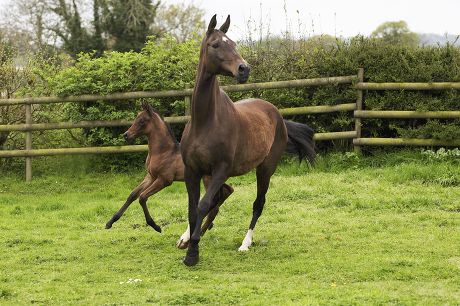 Akhal Teke Horse Turkmenistan Editorial Stock Photo - Stock Image