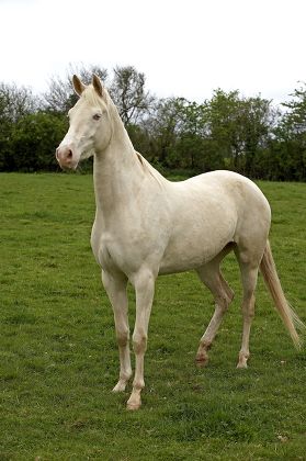 Akhal Teke Horse Turkmenistan Editorial Stock Photo - Stock Image