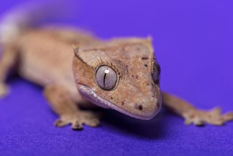 Reptiles at the Reptile Village Zoo, Gowran County, Kilkenny, Ireland