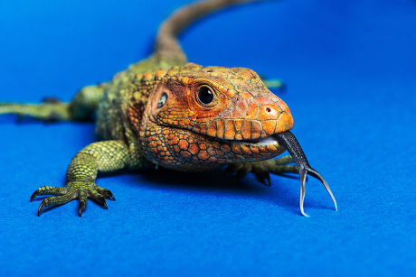 Reptiles at the Reptile Village Zoo, Gowran County, Kilkenny, Ireland