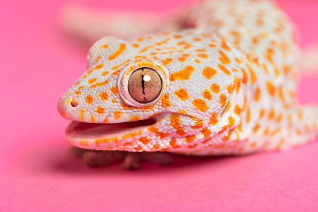 Reptiles at the Reptile Village Zoo, Gowran County, Kilkenny, Ireland