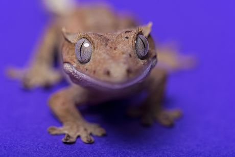 Reptiles at the Reptile Village Zoo, Gowran County, Kilkenny, Ireland