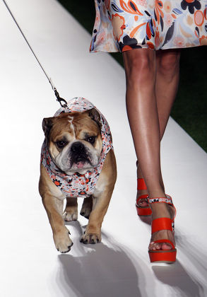 The Mulberry Emma Hill Spring-summer 2014 Collection Shown At London Fashion Week. A Model Walking A Bulldog Picture - .mark Large ... 15.09.13.