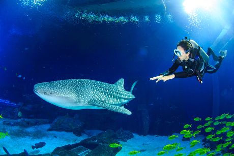 Woman swims with fish at world's largest aquarium, Zhuhai, Guangdong Province, China - 17 Sep 2014