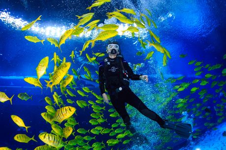 Woman swims with fish at world's largest aquarium, Zhuhai, Guangdong Province, China - 17 Sep 2014