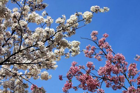 Cherry Blossom Season Brief Highly Celebrated Editorial Stock Photo ...