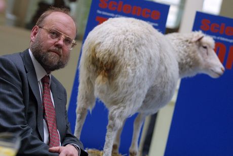 Dolly Worlds First Cloned Sheep Editorial Stock Photo - Stock Image ...