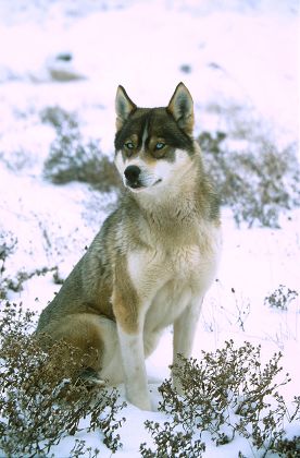 Siberian Husky Magdalen Island Canada Editorial Stock Photo - Stock ...