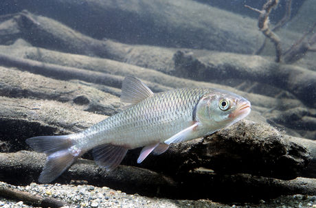 European Chub Leuciscus Cephalus France Editorial Stock Photo - Stock ...