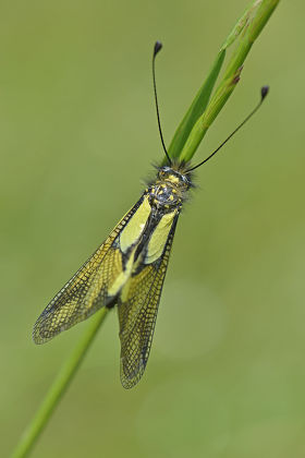 57 Neuroptera Stock Pictures, Editorial Images and Stock Photos ...