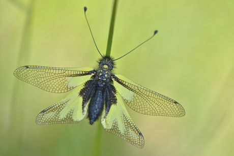 57 Neuroptera Stock Pictures, Editorial Images and Stock Photos ...