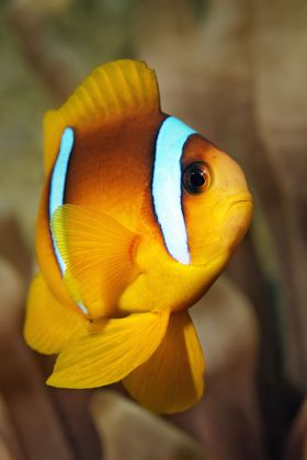 Young Red Sea Clownfish Amphiprion Bicinctus Editorial Stock Photo ...