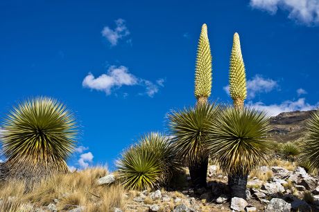 21 Giant bromelia Stock Pictures, Editorial Images and Stock Photos ...