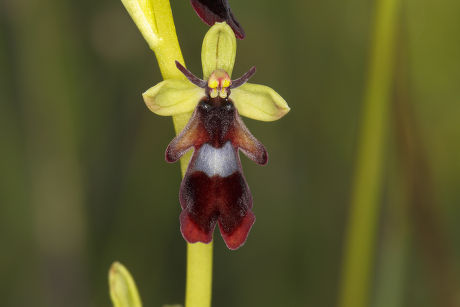 41 Insectifera Stock Pictures, Editorial Images and Stock Photos ...