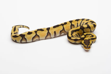 Tiger Ball Python Royal Python Python Editorial Stock Photo - Stock ...