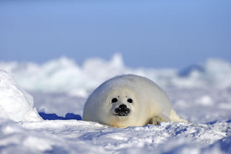 Harp Seal Saddleback Seal Pagophilus Groenlandicus Editorial Stock ...