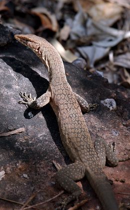 Goanna Sunning Itself Kakadu National Park Editorial Stock Photo ...